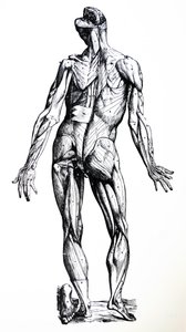 Lautaset De Humani Corporis Fabrican seitsemännestä kirjasta tekijältä Andreas Vesalius
