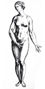 Lautaset De Humani Corporis Fabrican seitsemännestä kirjasta tekijältä Andreas Vesalius