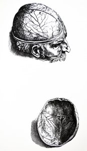 Lautaset De Humani Corporis Fabrican seitsemännestä kirjasta tekijältä Andreas Vesalius