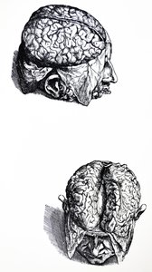 Lautaset De Humani Corporis Fabrican seitsemännestä kirjasta tekijältä Andreas Vesalius