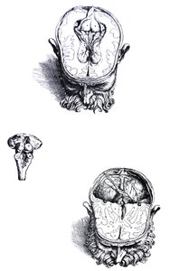 Lautaset De Humani Corporis Fabrican seitsemännestä kirjasta tekijältä Andreas Vesalius