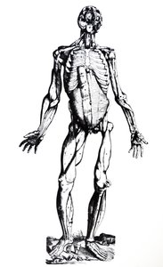 Lautaset De Humani Corporis Fabrican seitsemännestä kirjasta tekijältä Andreas Vesalius