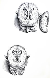 Lautaset De Humani Corporis Fabrican seitsemännestä kirjasta tekijältä Andreas Vesalius