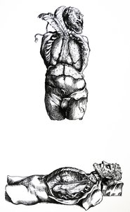 De Humani Corporis Fabrican kuudennen kirjan lautaset tekijältä Andreas Vesalius