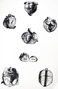 De Humani Corporis Fabrican kuudennen kirjan lautaset tekijältä Andreas Vesalius