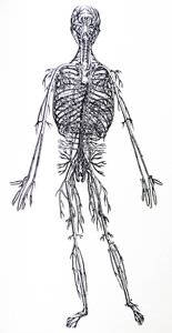 Lautaset De Humani Corporis Fabrican kolmannesta kirjasta tekijältä Andreas Vesalius