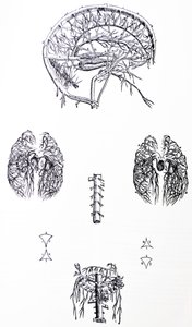 Lautaset De Humani Corporis Fabrican kolmannesta kirjasta tekijältä Andreas Vesalius
