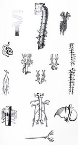 Lautaset De Humani Corporis Fabrican kolmannesta kirjasta tekijältä Andreas Vesalius