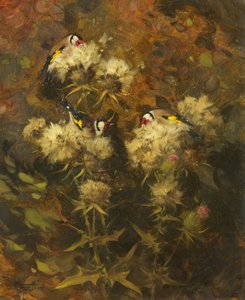 Kultasiplien ruokinta