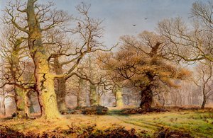 Tammet Sherwood Forestissa