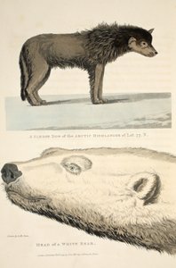 Arctic Highlanderin rekikoira ja valkokarhun pää, kuvitus teoksesta "Löytömatka...", 1819 tekijältä Andrew Motz Skene