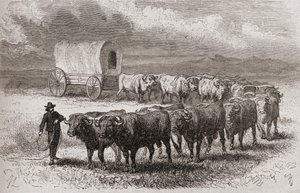 Härkkien ajaminen Amerikan tasangoilla vuonna 1867, kuvitus teoksesta "The World in the Hands", julkaistu 1878
