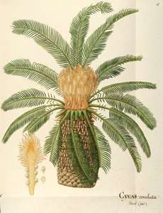 Saagopalmu (Cycas revoluta Thunb), Angela Rossi Bottionen Cycadaceae, vesiväri tekijältä Angela Rossi Bottione