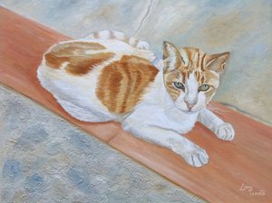Valpas oranssi tabby