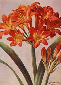 Clivia Miniata, joka tunnettiin pitkään nimellä Imantophyllum Miniatum (värilitho).
