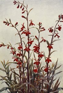 Lobelia Cardinals (värilitro)