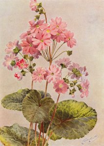 Primula Obconica (väri litografia)