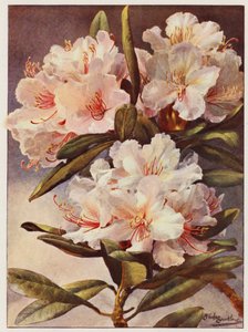 Rhododendron Rosa Mundi (värilitro)
