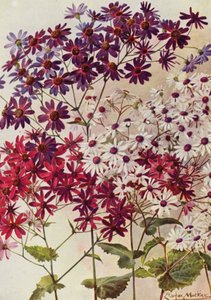 Star Cinerarias (värilitosiini) tekijältä Angelo Fairfax Muckley