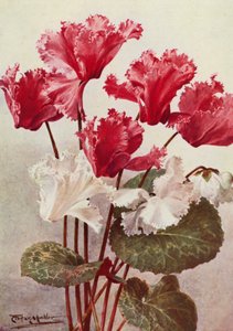 Perhonen Cyclamen (värilitografia)