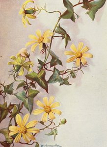 Keltainen keltakurjenpolvi, Senecio Macroglossus (värilitro)