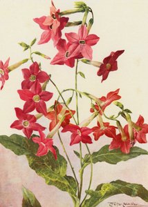 Kaunis tupakkakasvi Nicotiana Sanderae (värilitro).