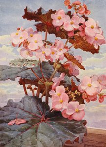 Komea tummalehtinen Begonia Gloire de Sceaux (värilitro).