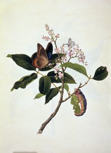 Papallona i eruga sobre una planta finnish