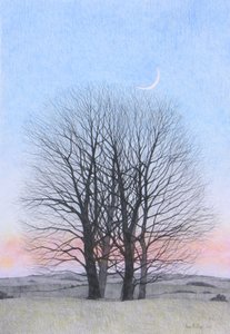 Uusikuu, 2011 (värikynä paperille) tekijältä Anna Phillips
