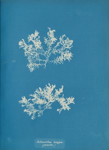 Achnanthes longipes. paràsit., ca. 1853. finlandès tekijältä Anna Atkins