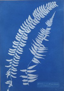 Asplenium Braziliense, S. Amerikka