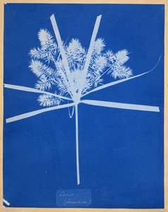 Carix (Amerikka) tekijältä Anna Atkins