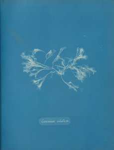 Särmäinen keramiikka, n. 1853 tekijältä Anna Atkins