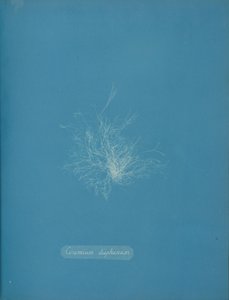 Läpinäkyvää keramiikkaa, n. 1853 tekijältä Anna Atkins