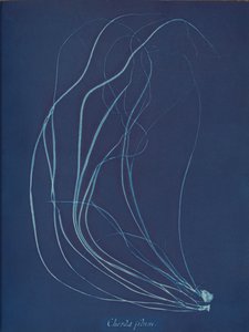 Lanka, n. 1853 tekijältä Anna Atkins