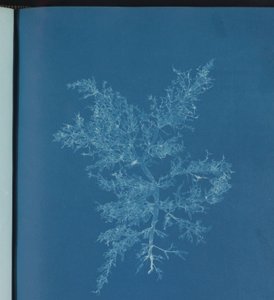 Chylocladia kaliformis tekijältä Anna Atkins