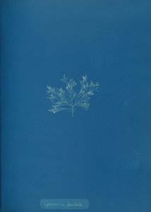 Cystoseira barbata, n. 1853. tekijältä Anna Atkins