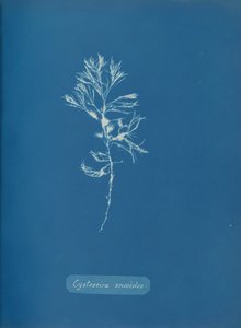 Cystoseira ericoides, n. 1853. tekijältä Anna Atkins