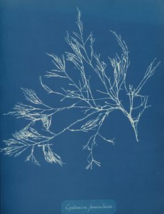 Cystoseira fæniculacea, n. 1853.