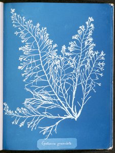 Cystoseira granulata, teoksesta "Photographs of British Algae: Cyanotype Impressions", julkaistu 1843-53