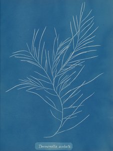 Desmarestia aculeata, n. 1853. tekijältä Anna Atkins
