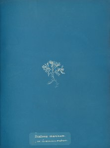 Meren piilevät Ceramium rubrumilla, n. 1853 tekijältä Anna Atkins