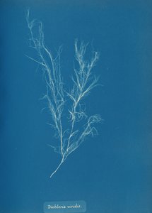 Dichloria viridis, n. 1853. tekijältä Anna Atkins