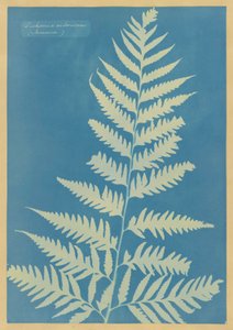 Dichsonia arborescens, Jamaika tekijältä Anna Atkins