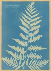  tekijältä Anna Atkins