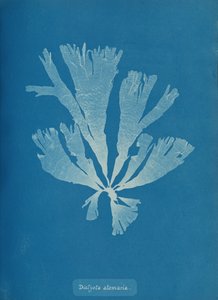 Dictyota atomaria, n. 1853. tekijältä Anna Atkins