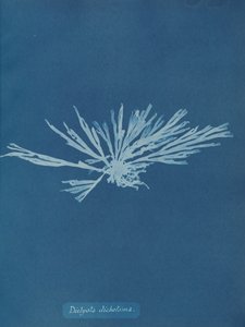 Dictyota dichotoma, n. 1853. tekijältä Anna Atkins