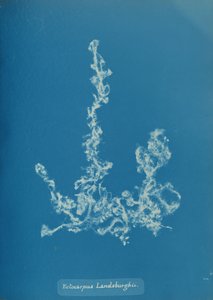 Ectocarpus Landsburghii, n. 1853. tekijältä Anna Atkins