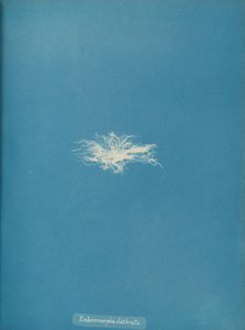 Enteromorpha clathrata, n. 1853. tekijältä Anna Atkins