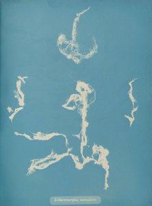 Enteromorpha ramulosa, n. 1853 tekijältä Anna Atkins